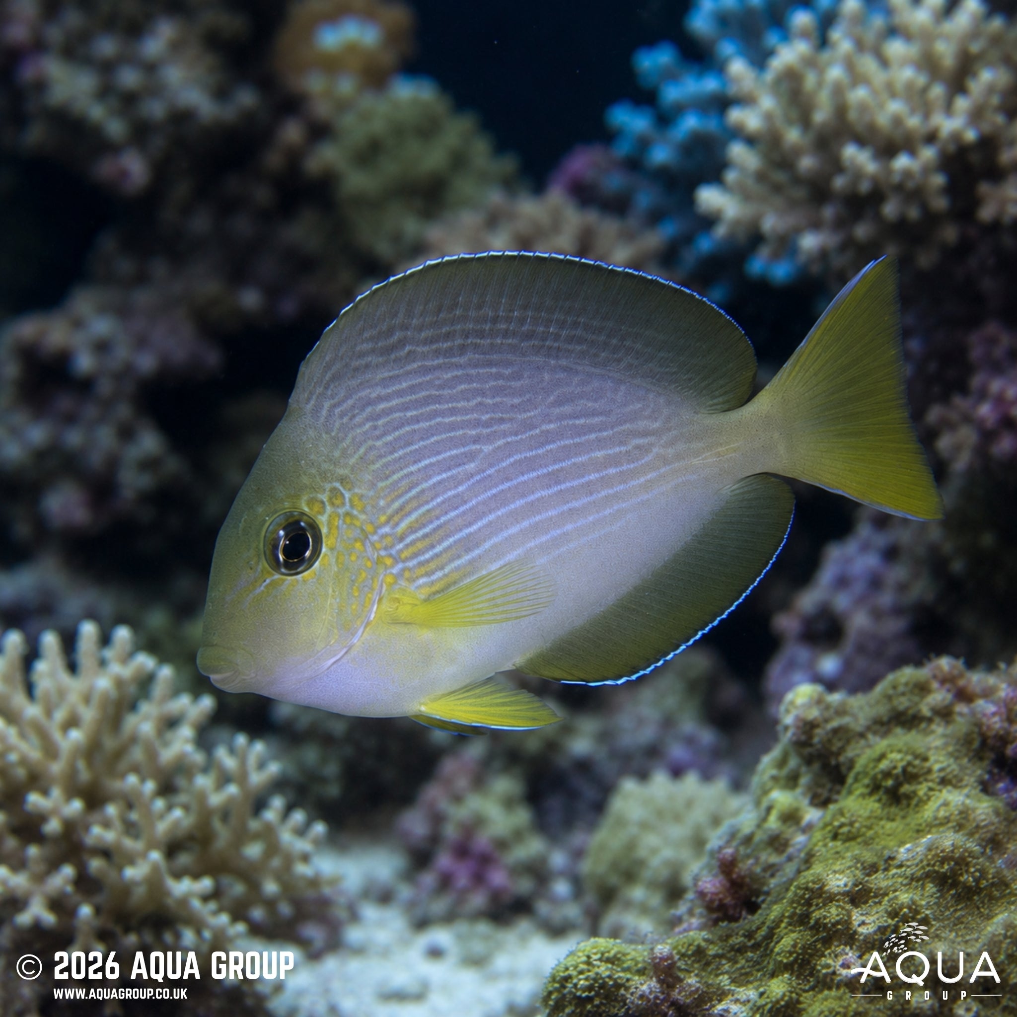 Sohal Tang - Acanthurus sohal - Aqua Group
