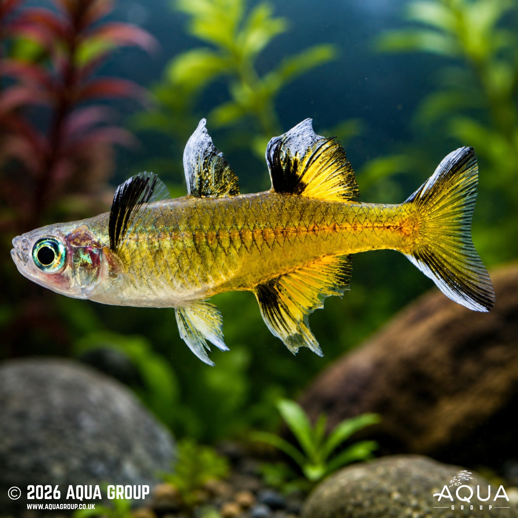 Southern Blue Eye Rainbow - Pseudomugil signifer