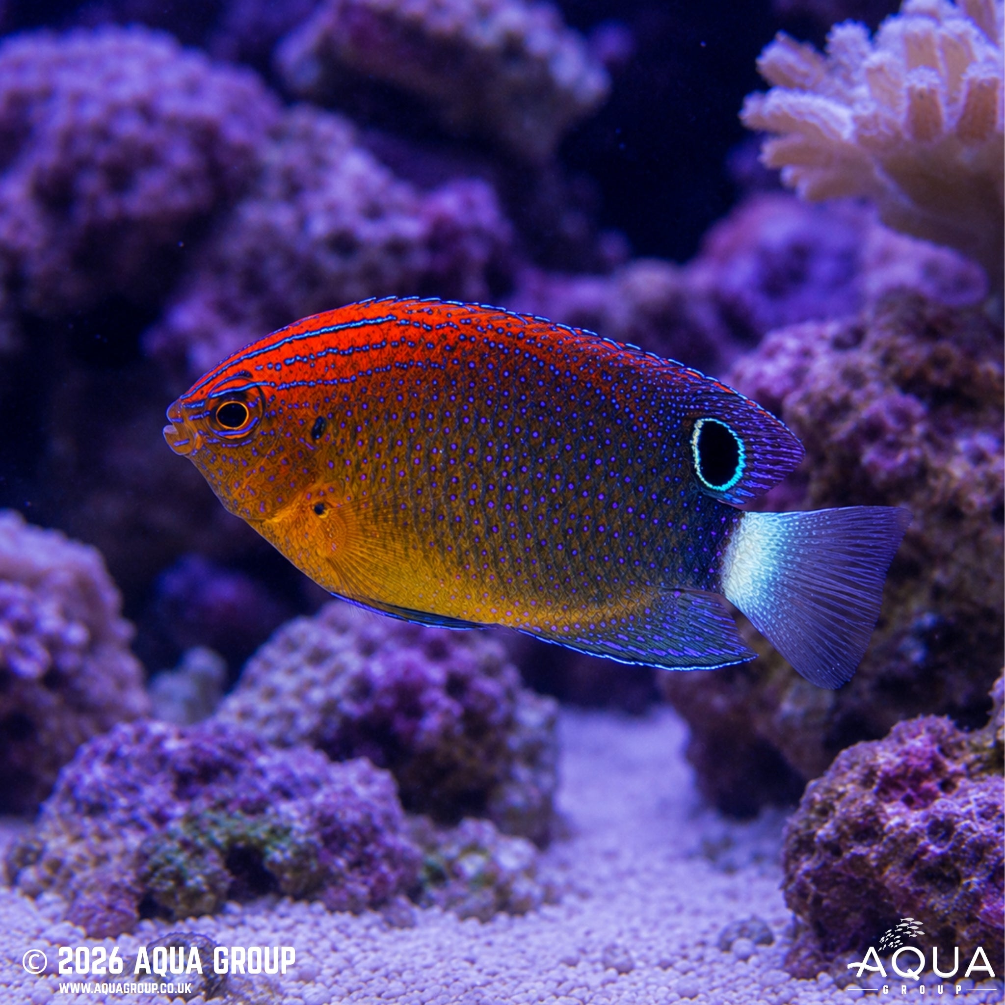 Speckled Damsel - Pomacentrus bankanensis