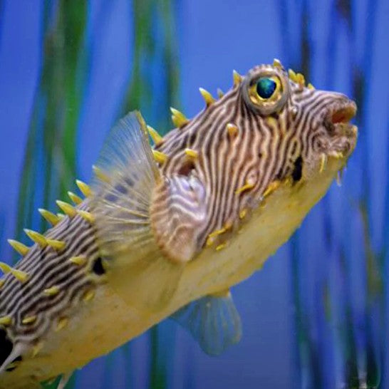 Spiny Boxfish