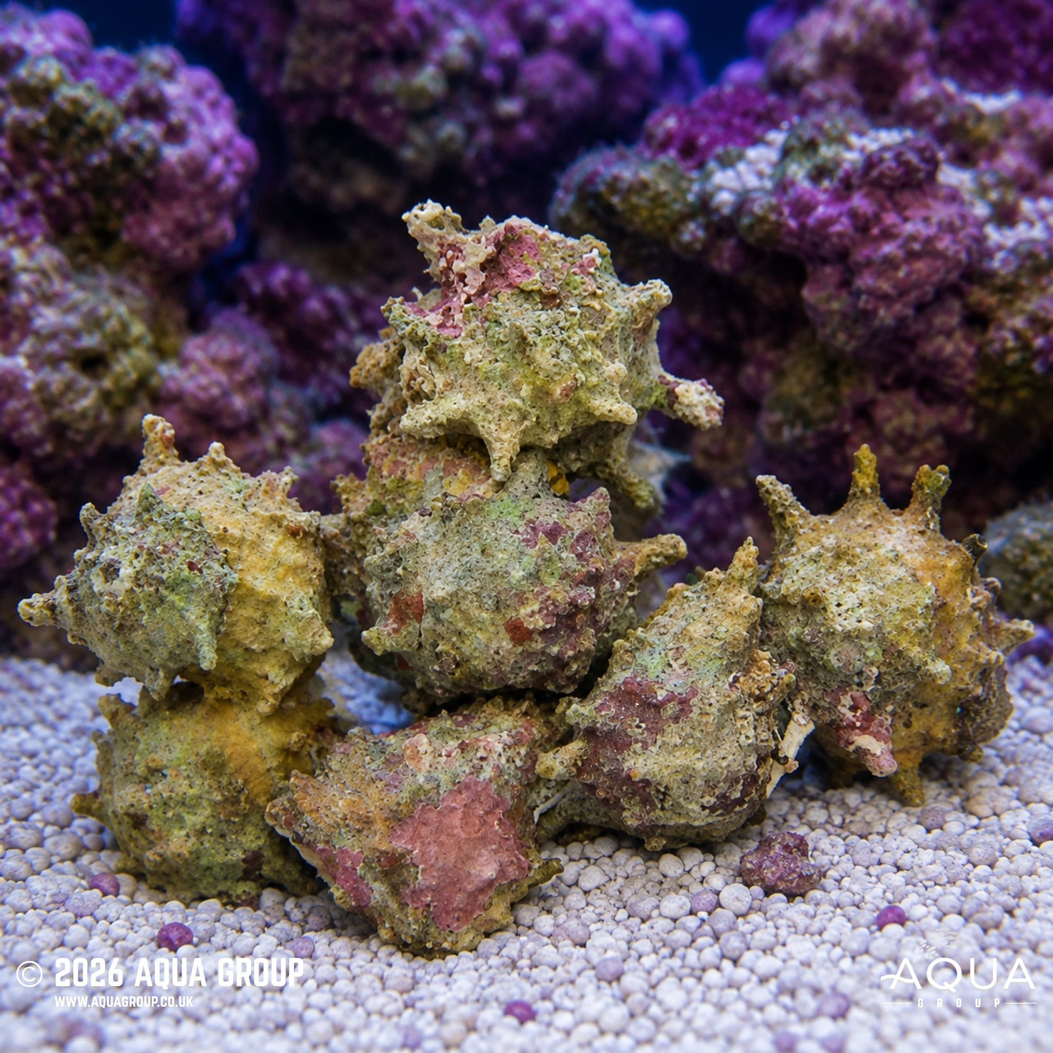Spiny Turbo - Astraea sp