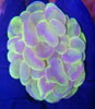 Splatter Bubble Coral