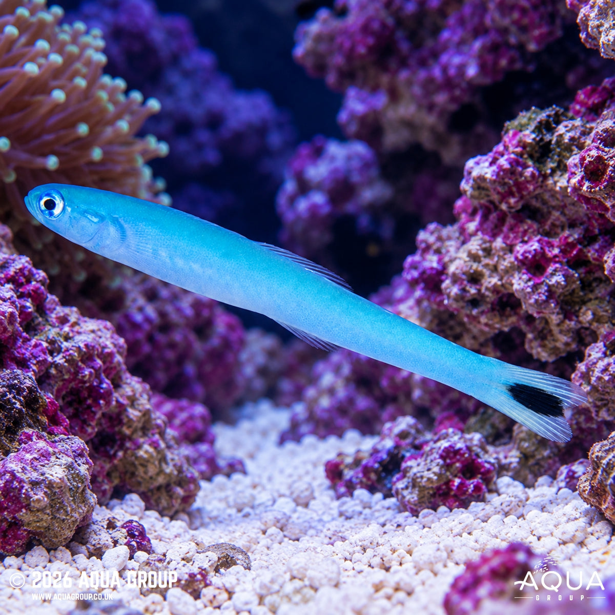 Spot Tail Hovegoby - Ptereleotris heteroptera