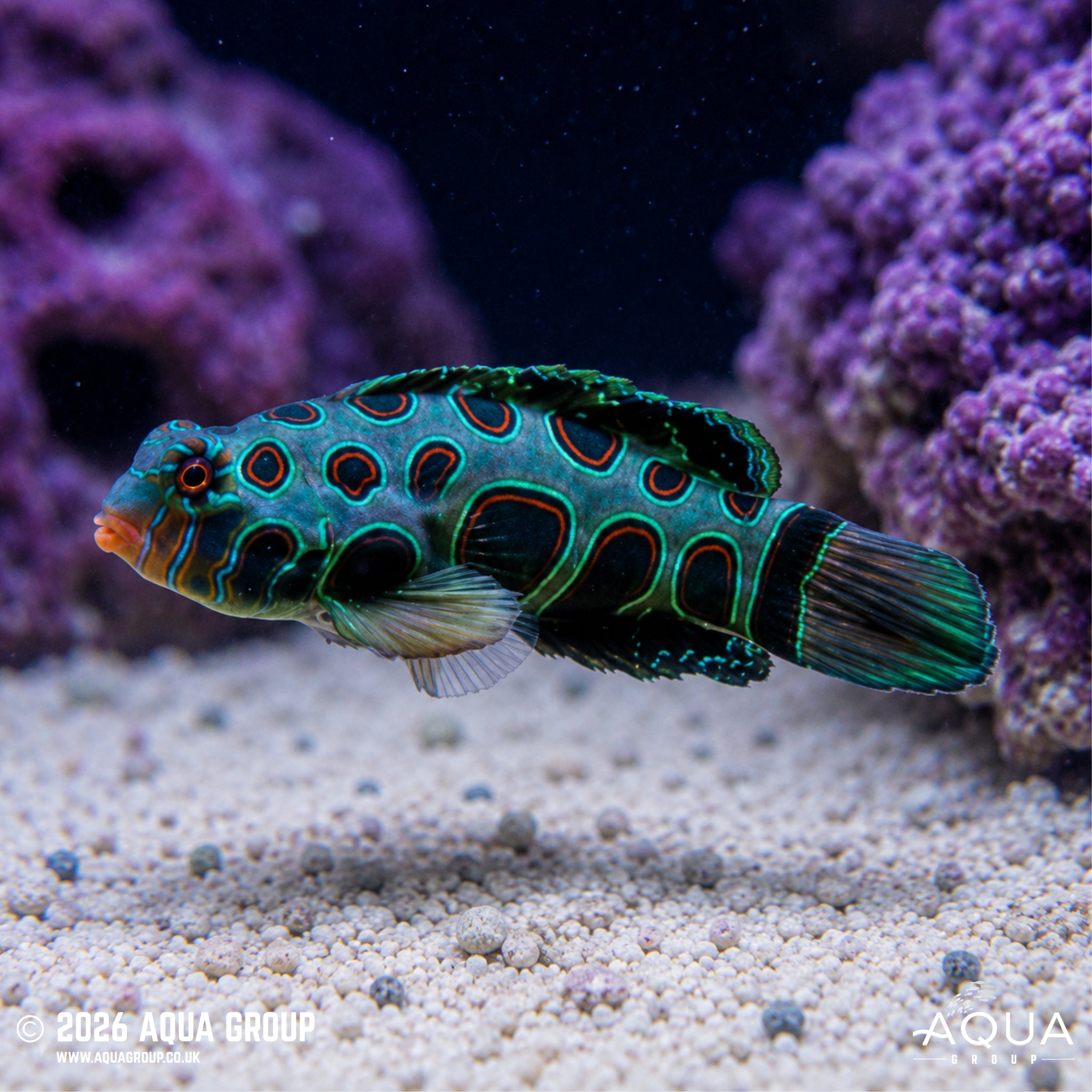 Spotted Mandarin - Synchiropus picturatus