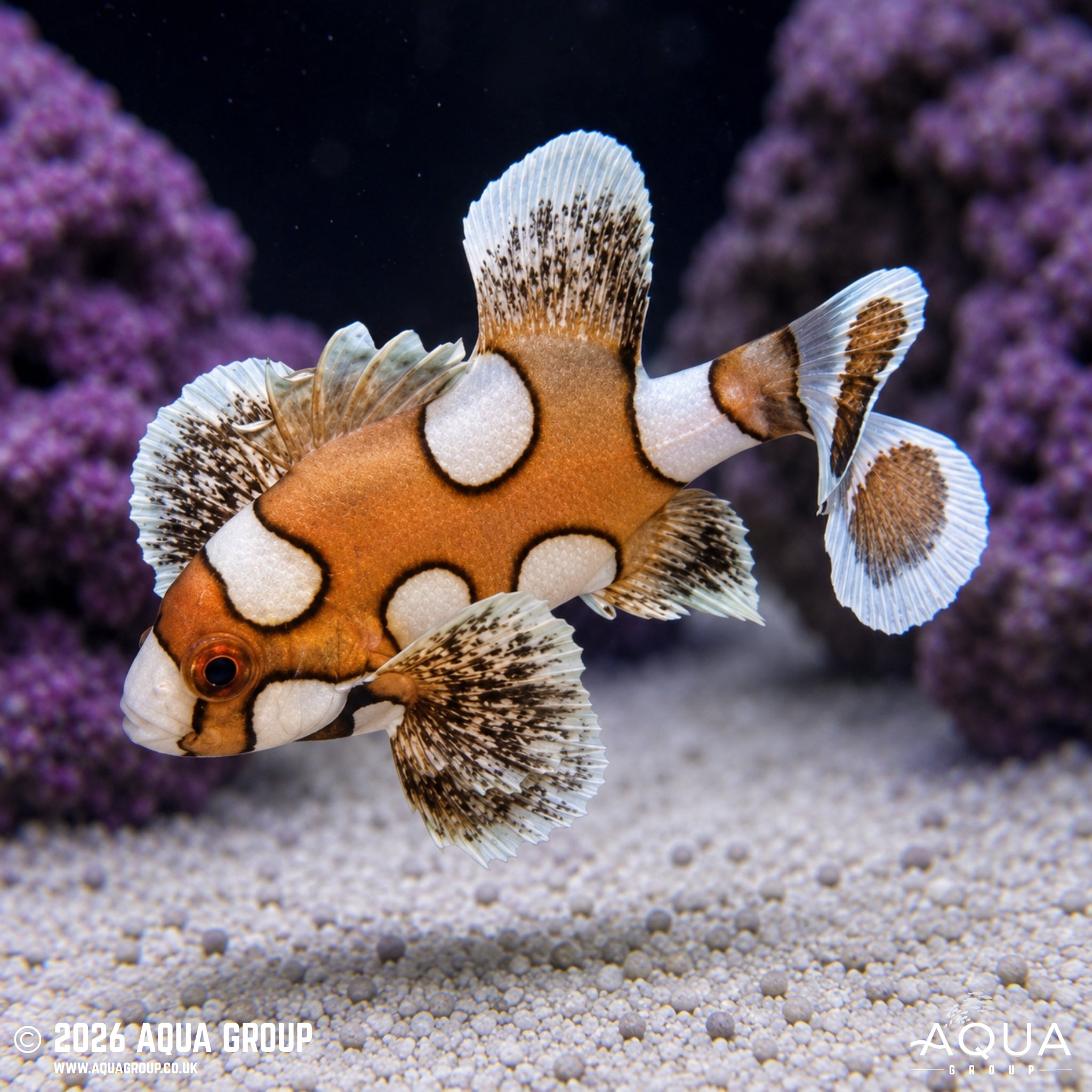 Clown Sweetlips - Plectorhinchus chaetodonoides - Aqua Group