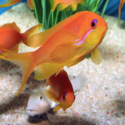 Squamipinnis Anthias Female