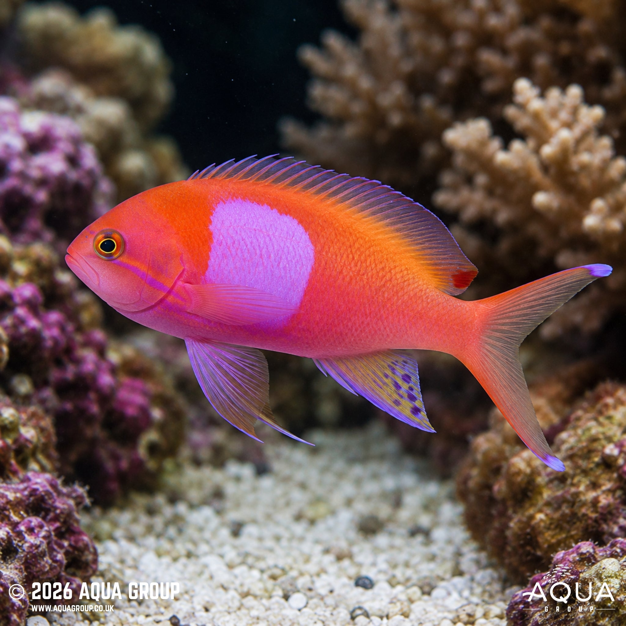 Square Anthias - Pseudanthias pleurotaenia