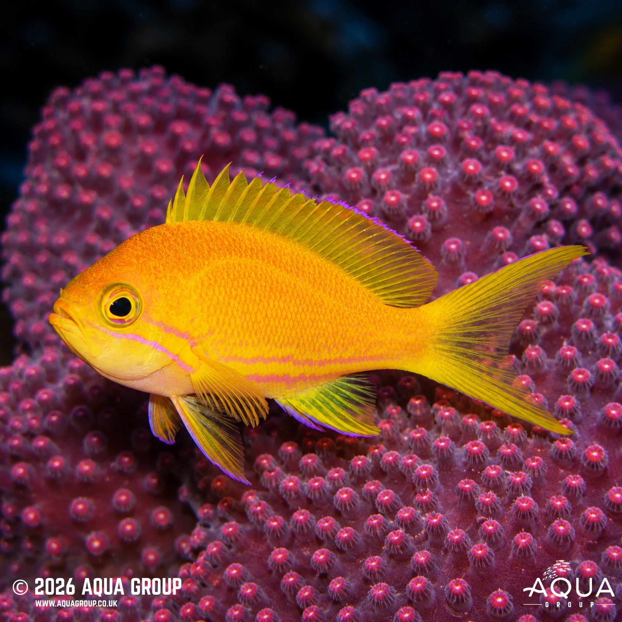 Square Anthias - Pseudanthias pleurotaenia - Aqua Group