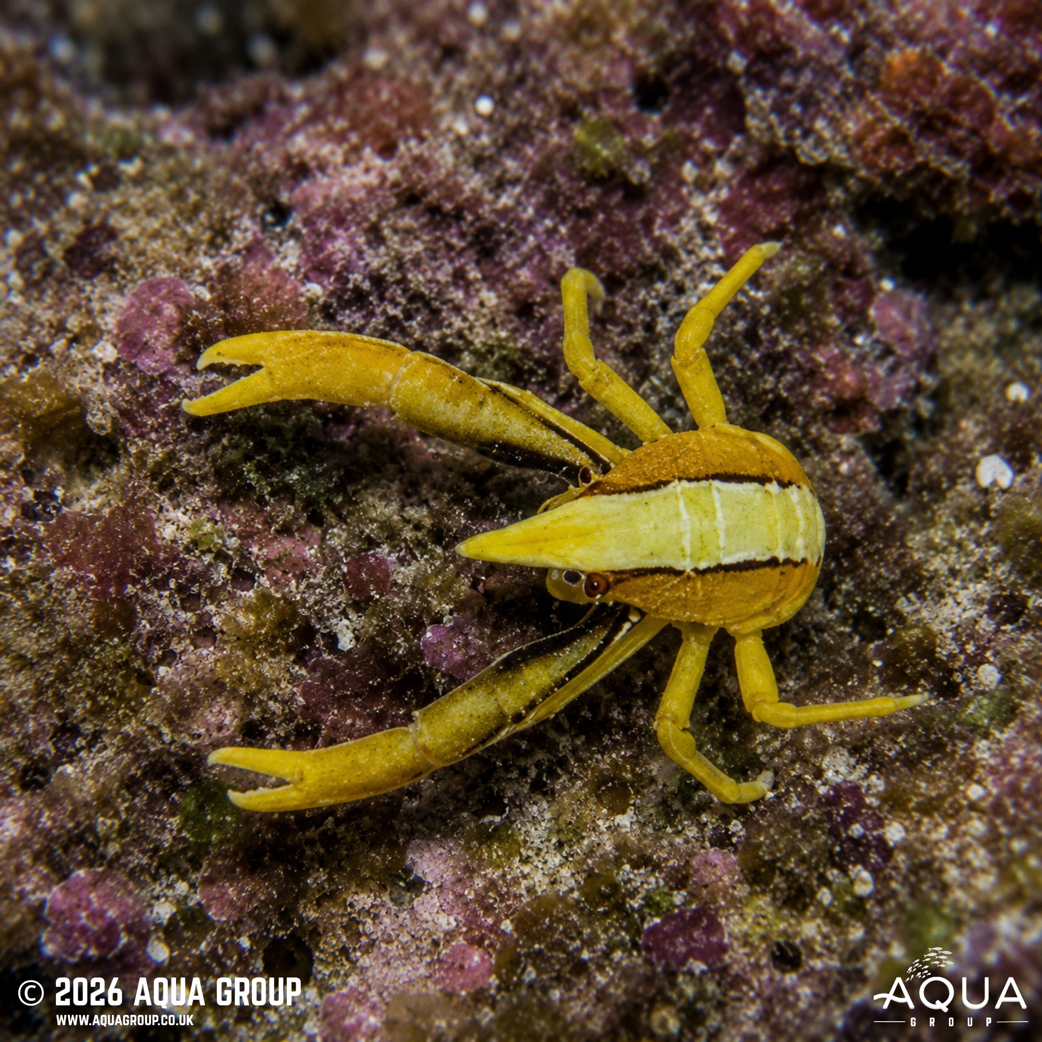 Squat Lobster - Allogalathea elegans - Aqua Group