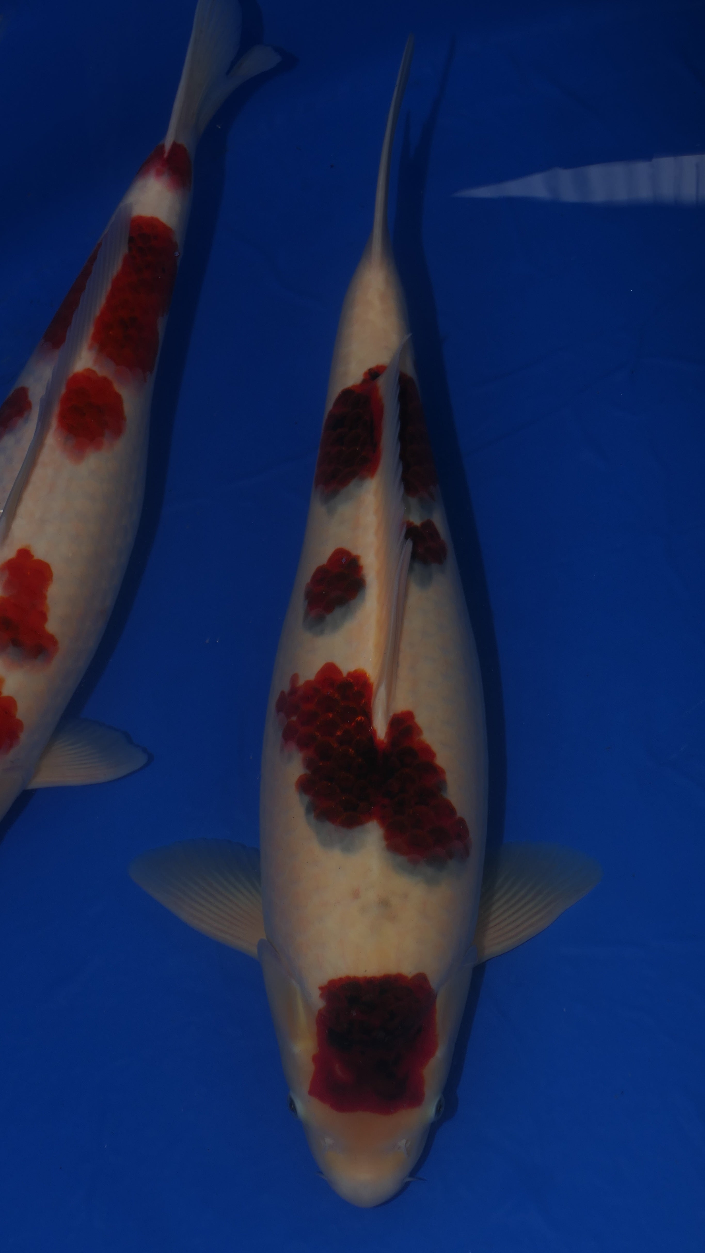 Budo Goromo - Suetsugu - Nisai - #01