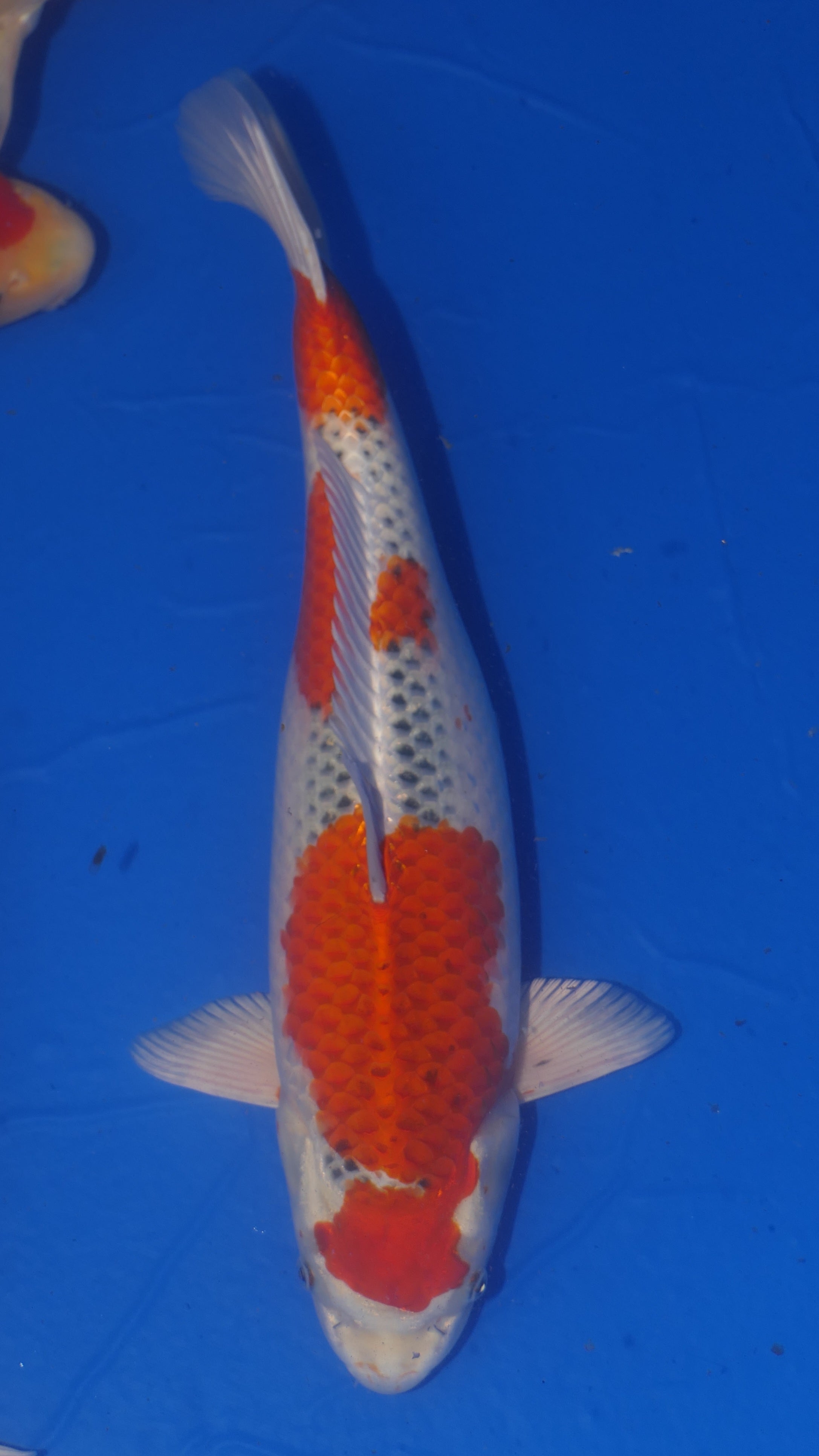 Kujaku - Suetsugu - Nisai - #02