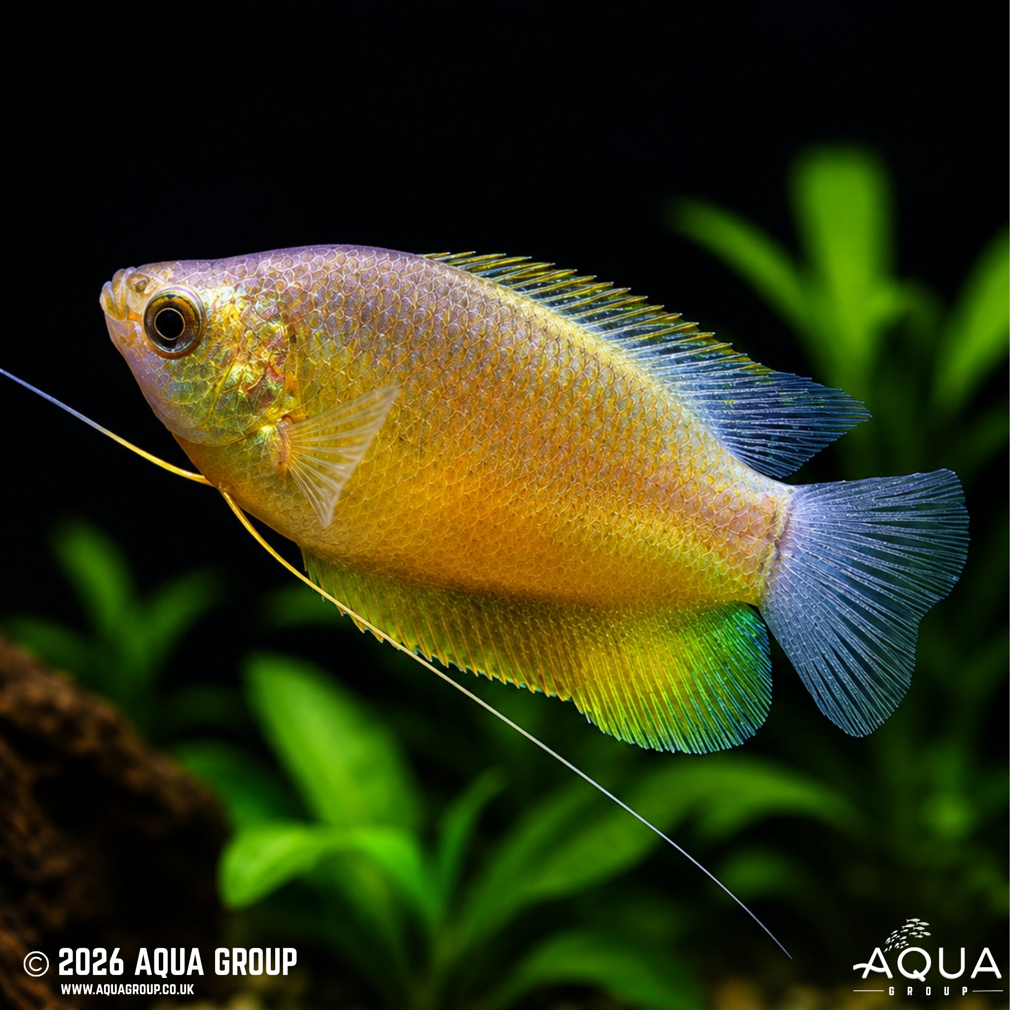Sunset Gourami - Trichogaster Labiosa - Aqua Group