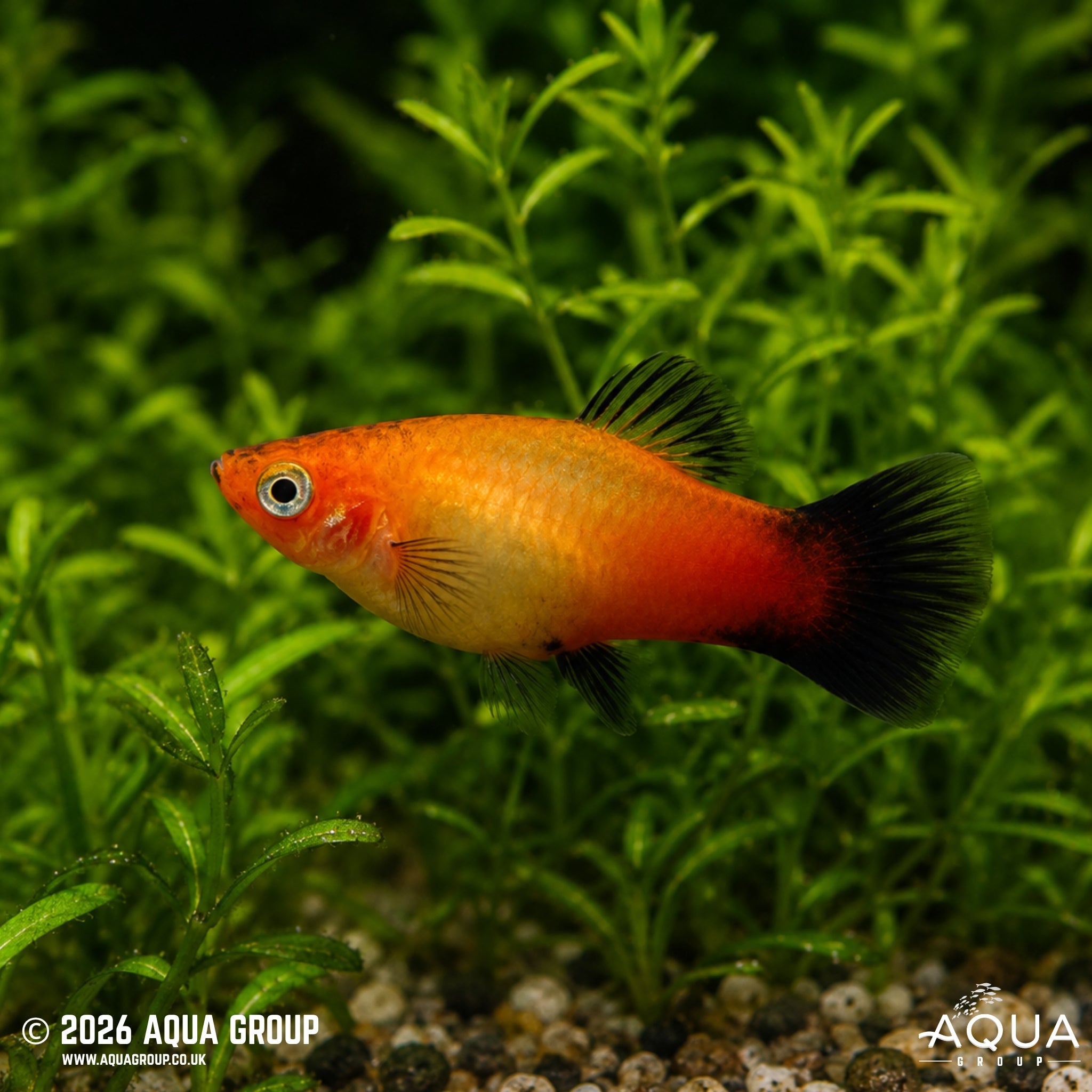 Sunset Wagtail Platy - Xiphophorus maculatus