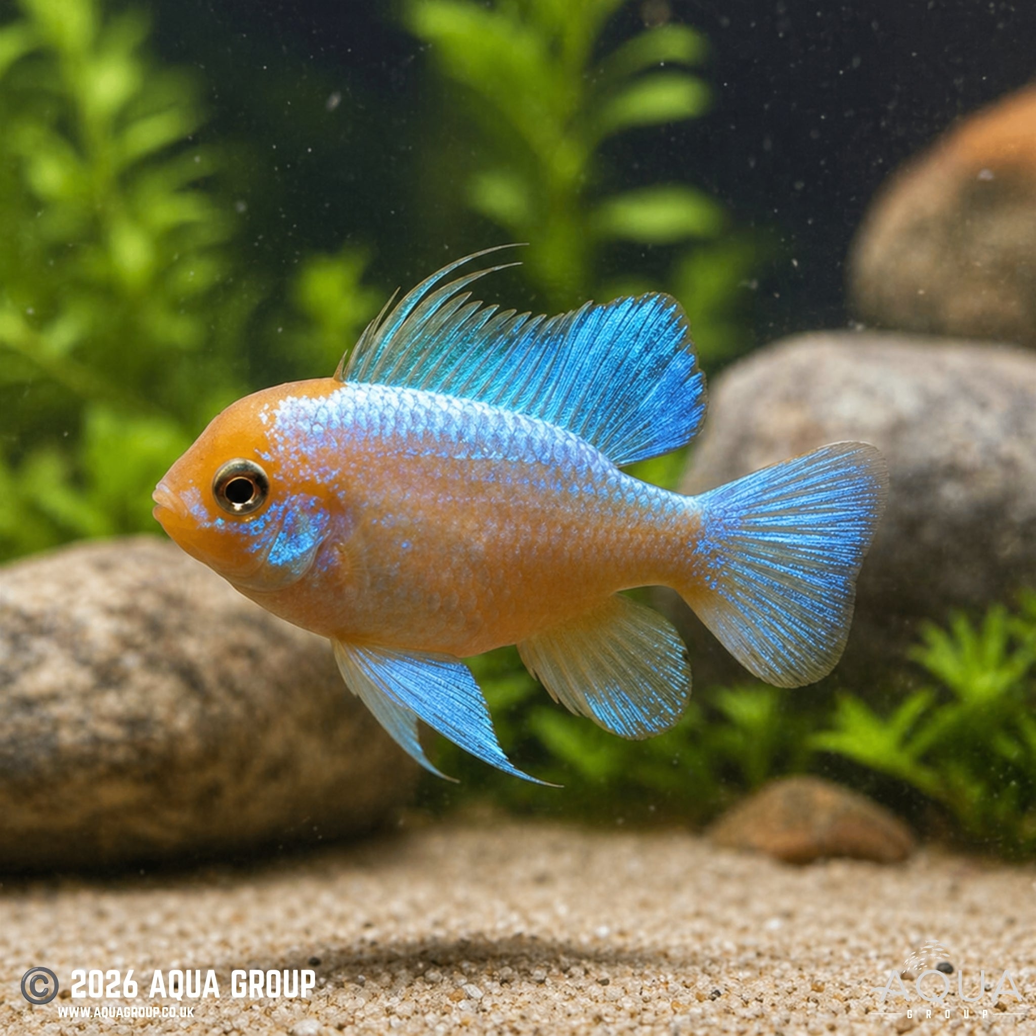 Super Neon Blue German Gold Ram - Mikrogeophagus ramirezi