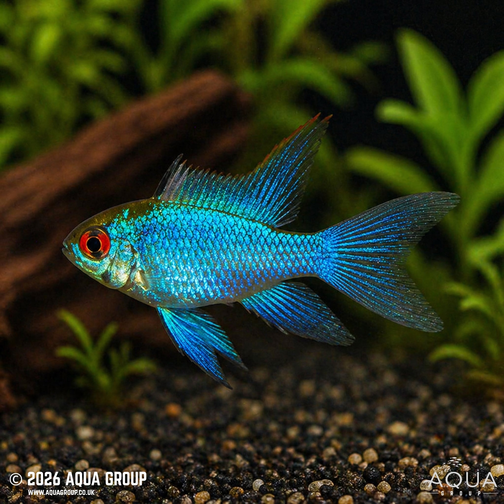 Super Neon Blue German Longfin Ram - Microgeophagus ramirezi