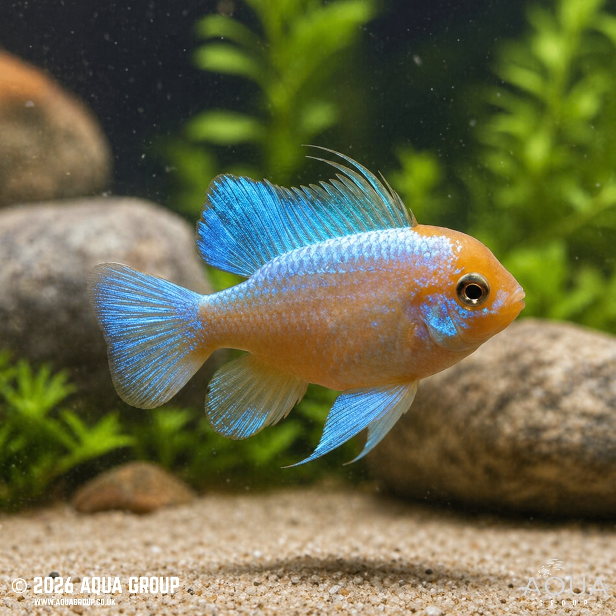 Super Neon Blue German Gold Ram - Mikrogeophagus ramirezi