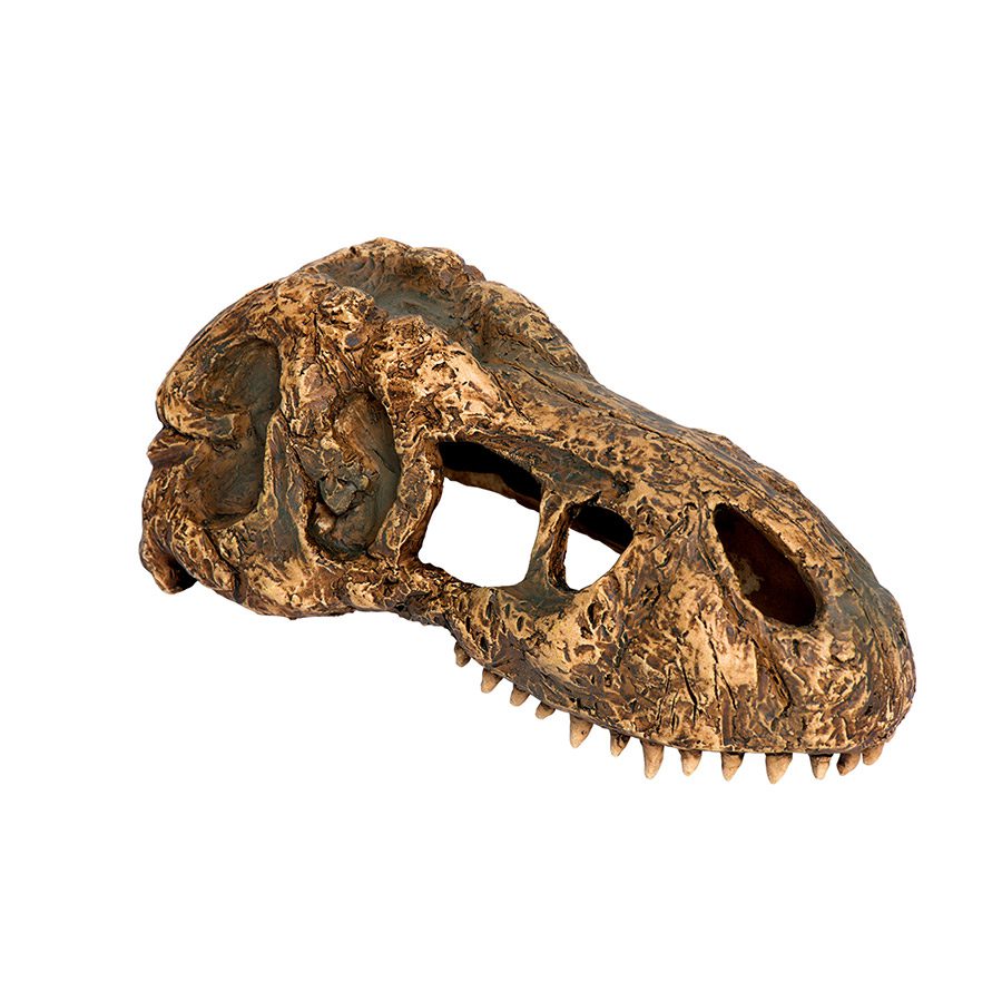 T-Rex Skull - Small