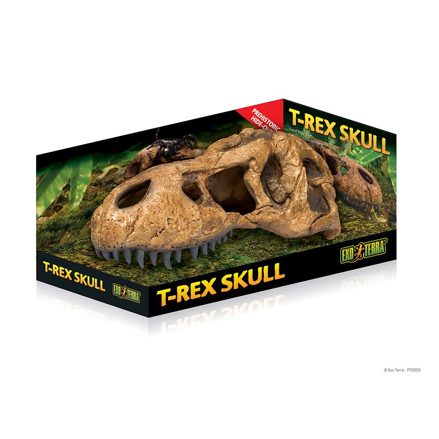 T Rex Skull