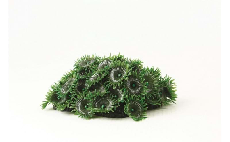TMC Natureform Coral Button Polyp Colony Green Palythoa sp.8x5x6.5x5cm