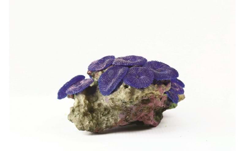 TMC Natureform Coral Mushroom Colony Purple Discosoma sp.14.5x11.5x8cm