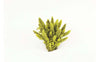 TMC Natureform Coral Staghorn Yellow/Purple Acropora sp. 12x10x7cm