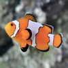 Tangerine Snowflake Clownfish Pair - Aqua Group