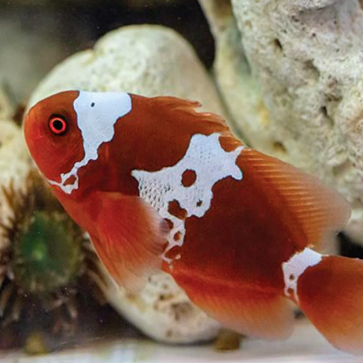 Tank Bred Clown - Maroon Lightning - Aqua Group