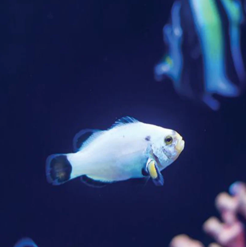 Tank Bred Clown - Platinum Storm Pair - Aqua Group