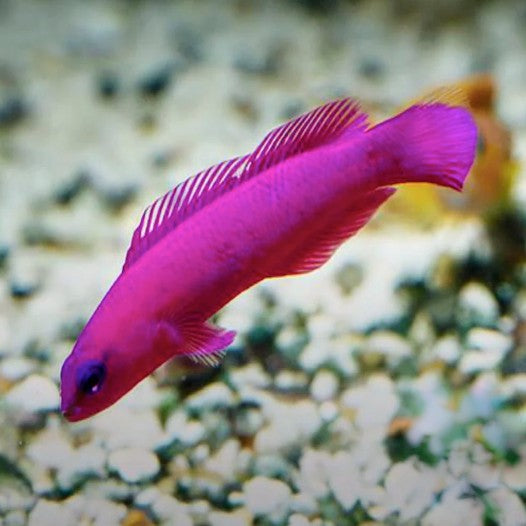 Tank Bred Pygmy Basslet - Orchid