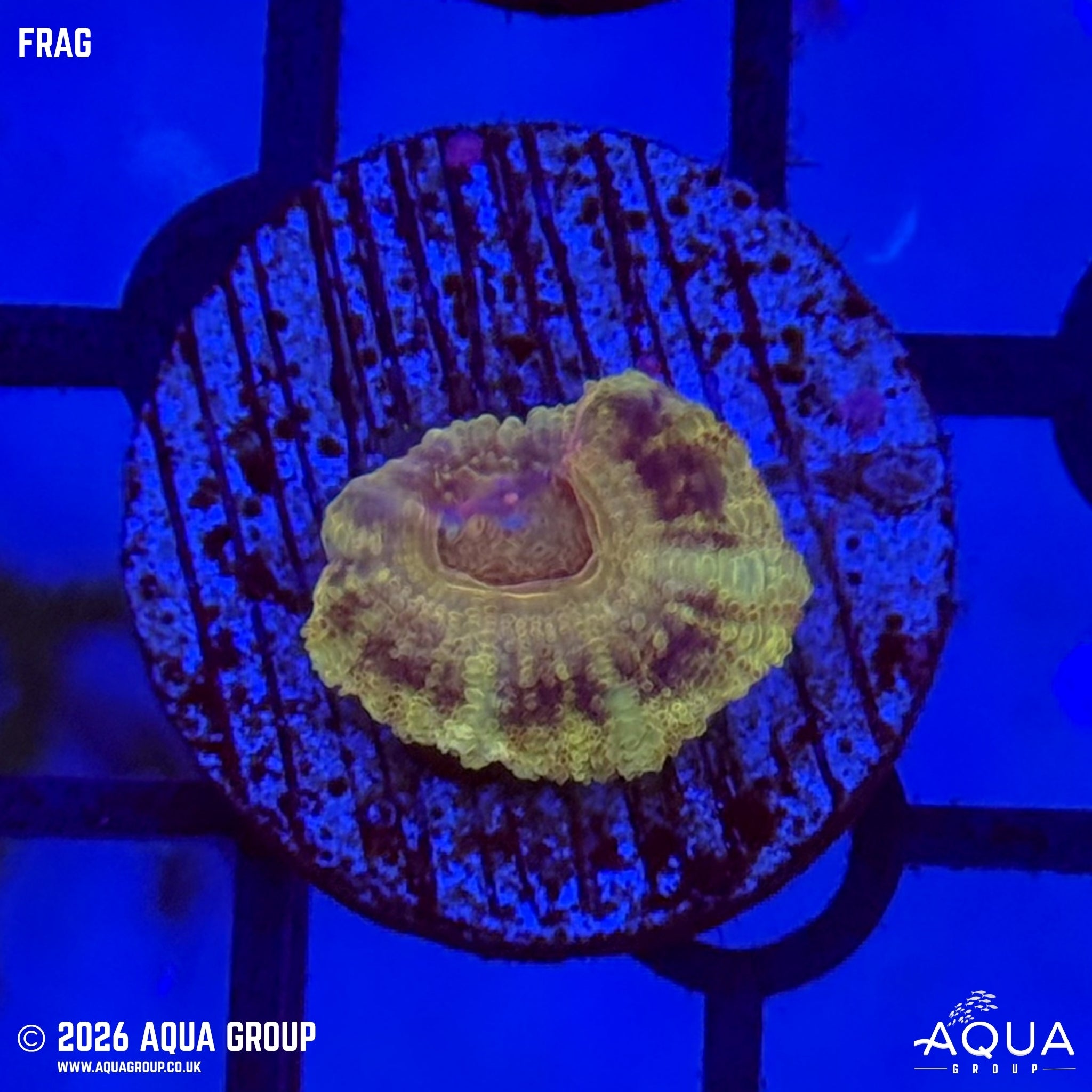 Teal Acan - Micromussa lordhowensis