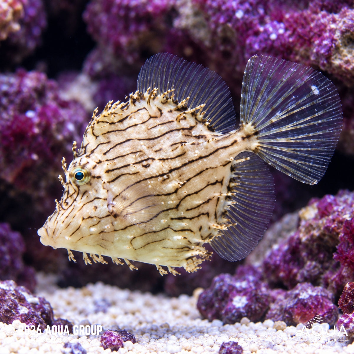 Tassle Filefish - Chaetodermis pencilligerus - Aqua Group