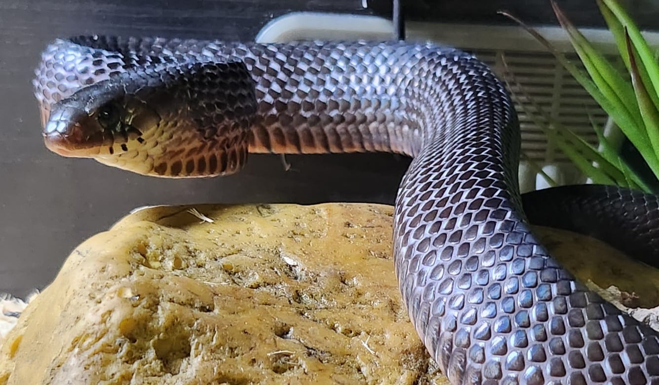Texas Indigo Snake (Drymarchon Melanurus Erebennus)