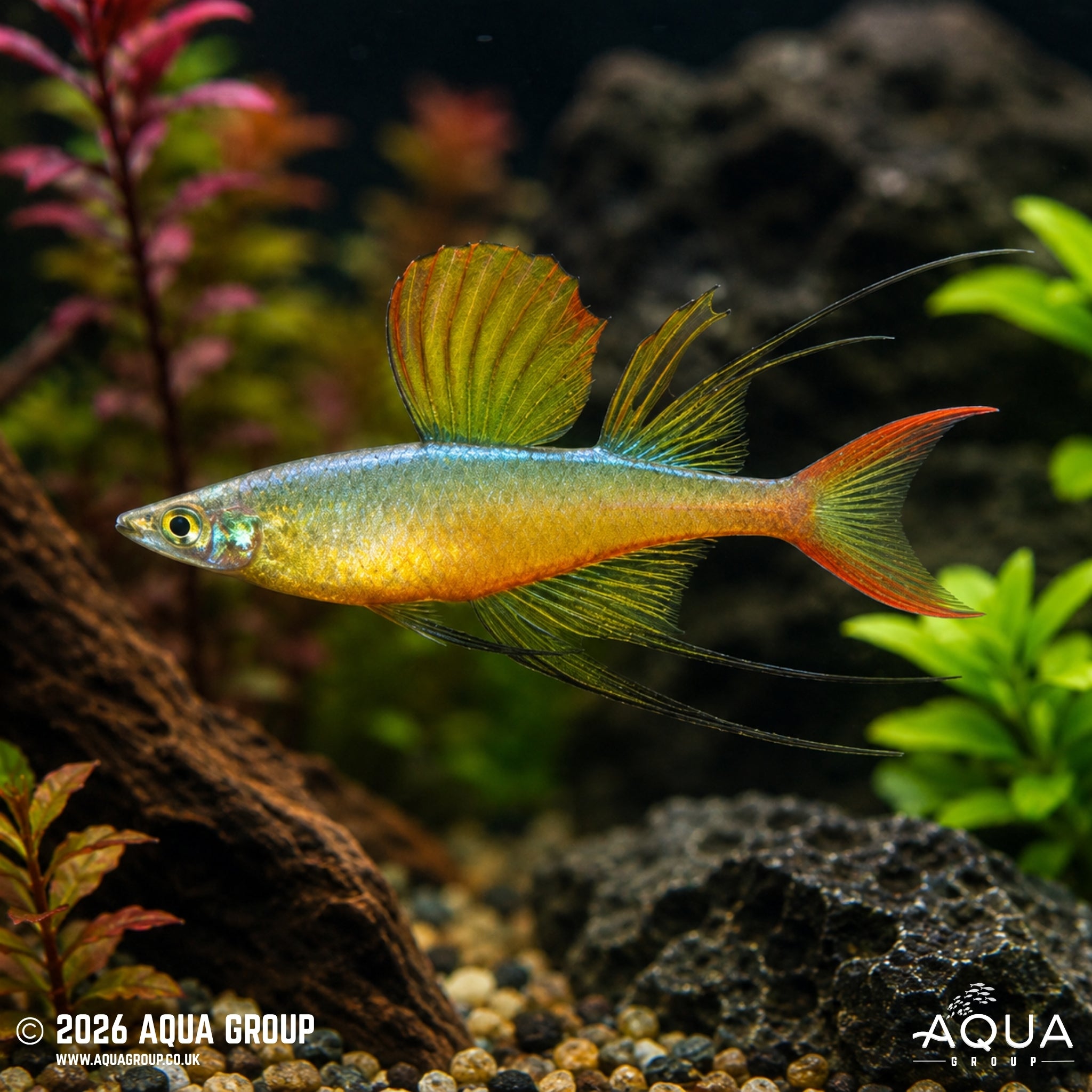 Threadfin Rainbowfish - Iriatherina werneri