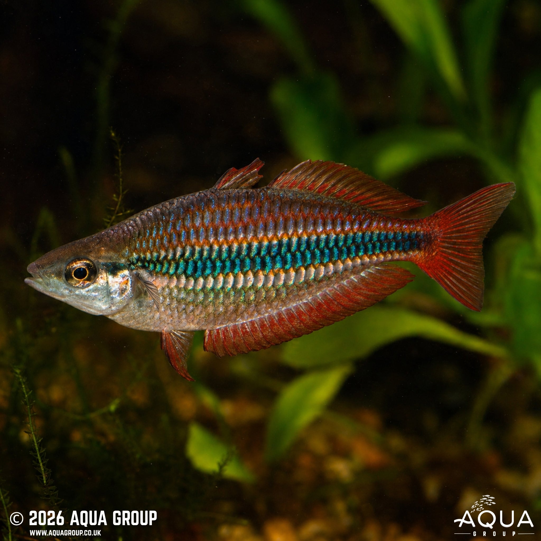 Blyth River Banded Rainbowfish - Melanotaenia trifasciata