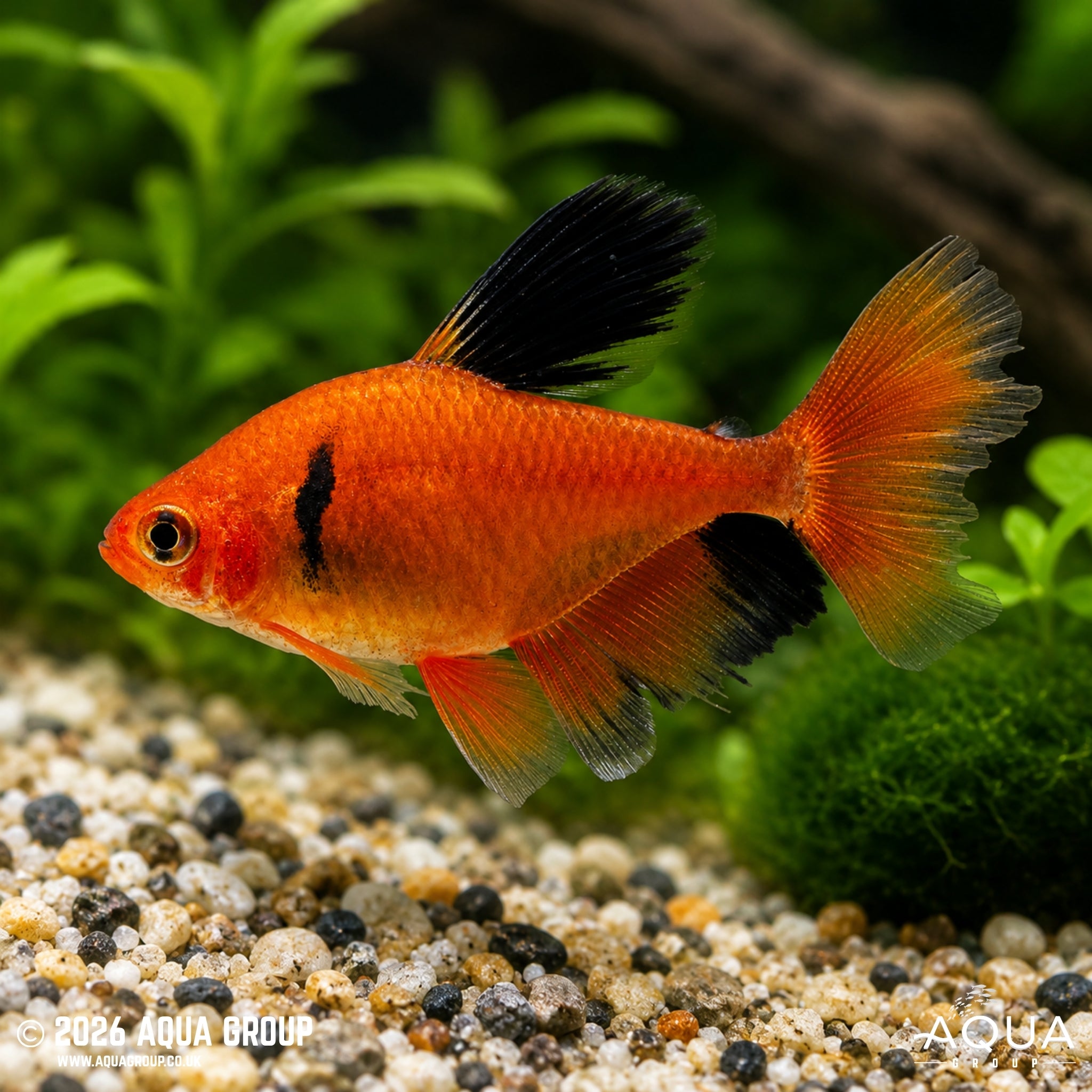 Serpae Tetra Longfin - Hyphessobrycon callstusi