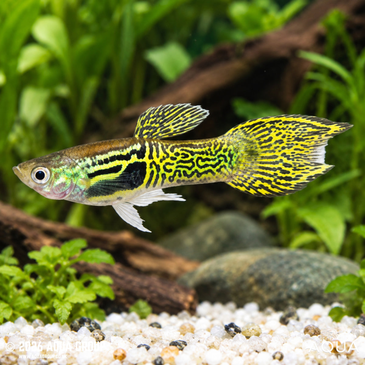 Tiger Endler Guppy – Poecilia reticulata