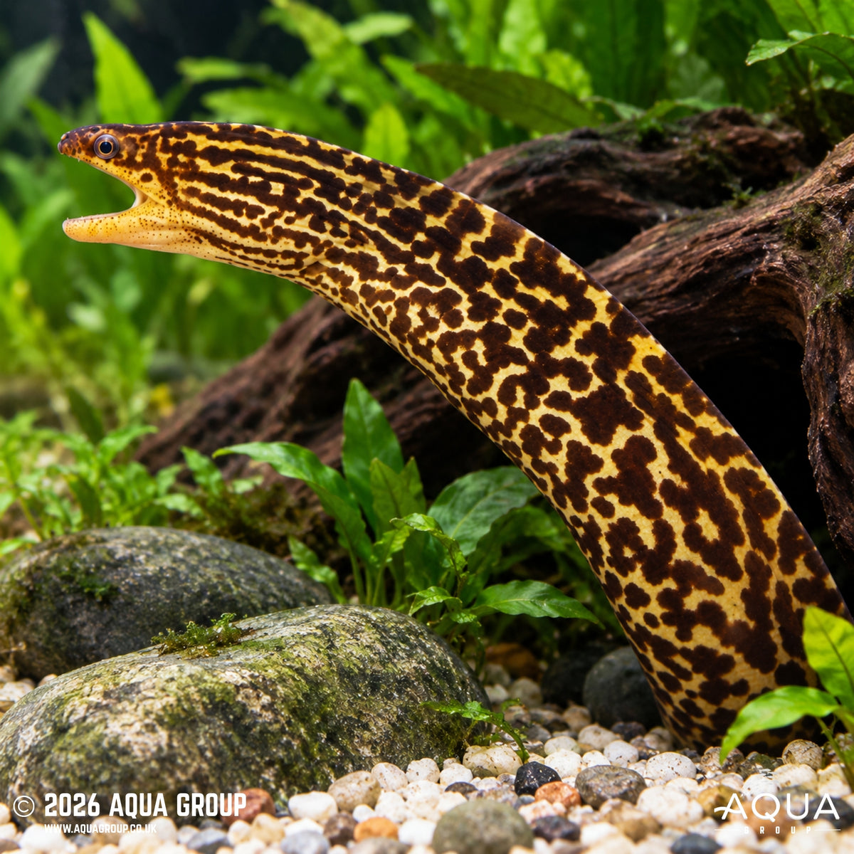 Tiger Moray Eel (Gymnothorax Polyuranodon) - Aqua Group
