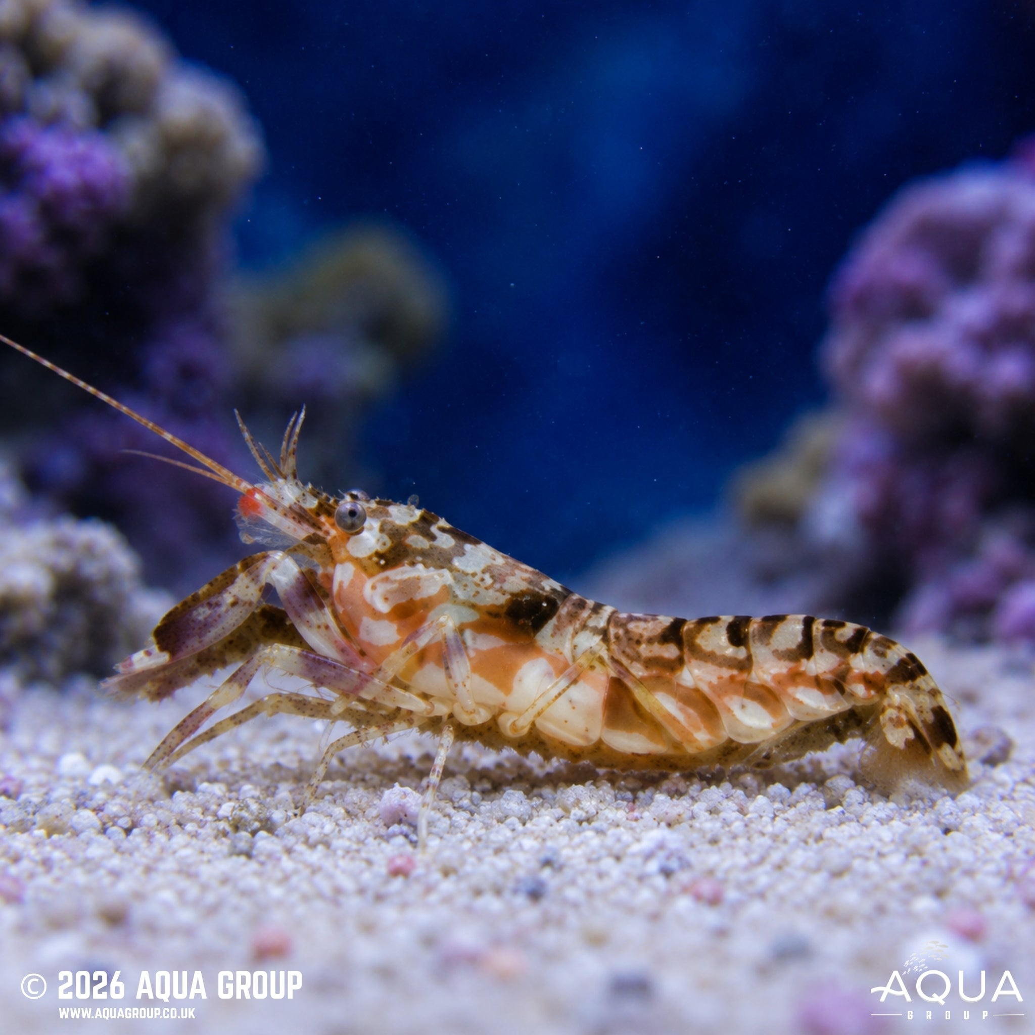 Tiger Pistol Shrimp - Alpheus bellulus - Aqua Group