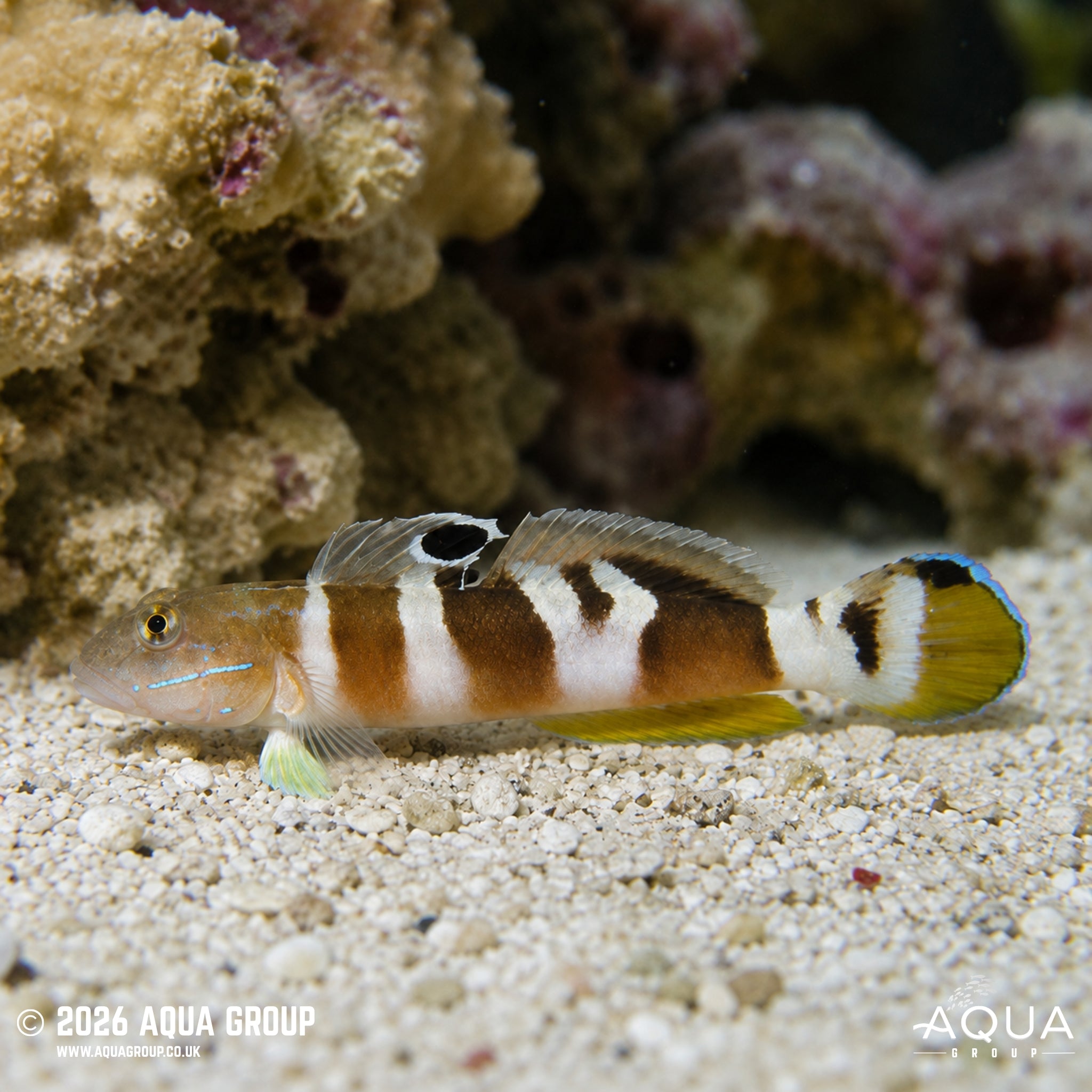 Tiger Sleeper Goby - Valenciennea wardii
