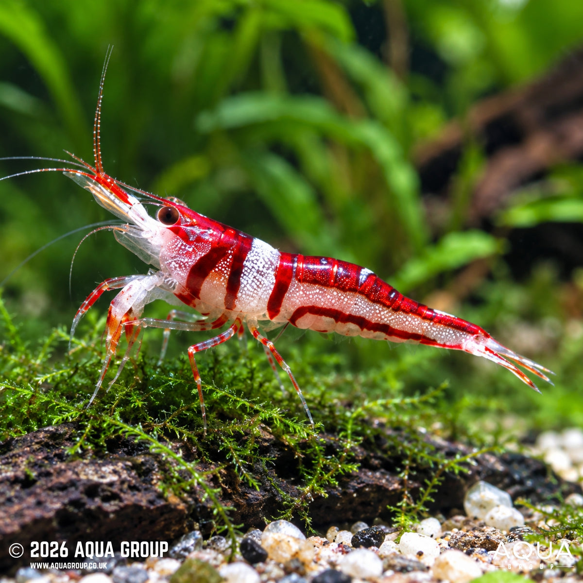 Towuti Beauty Shrimp - Caridina woltereckae