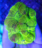 Toxic Green Barcode Trachyphyllia