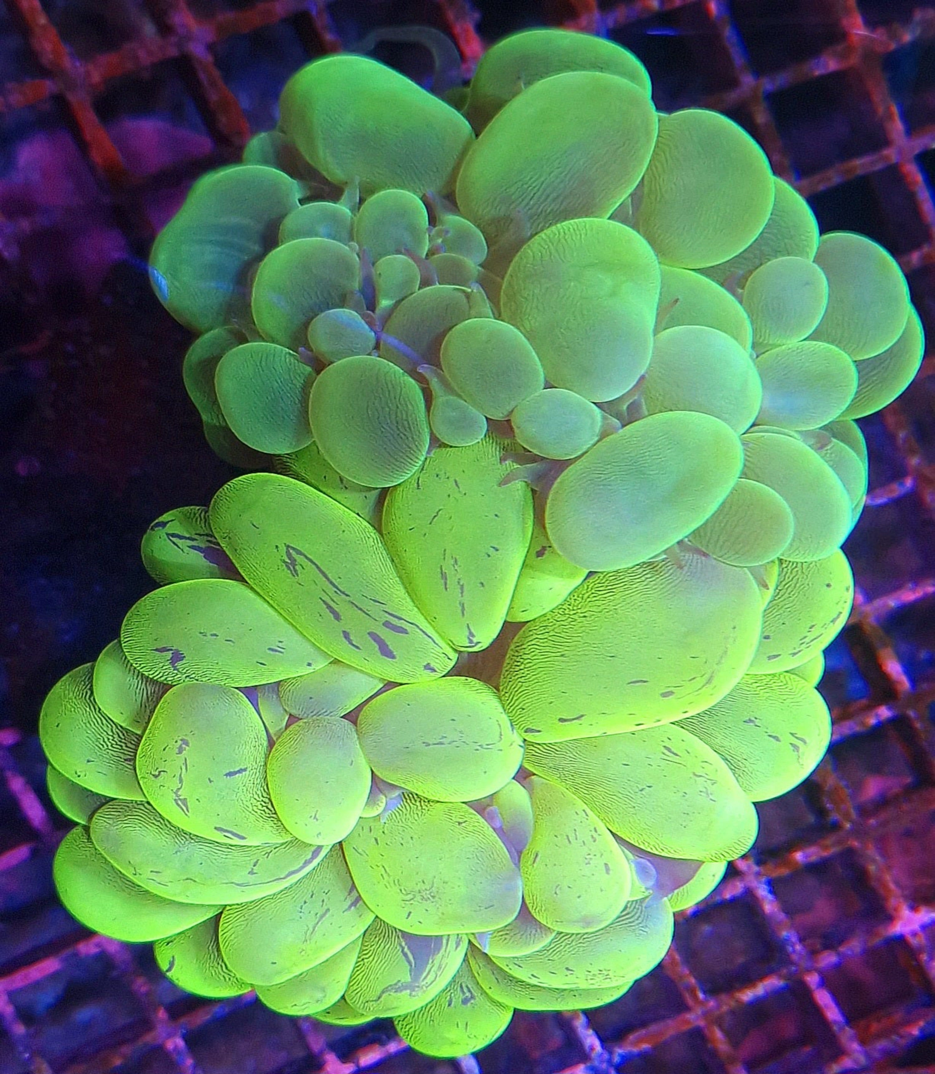 Toxic Green Bubble Coral - Double Head