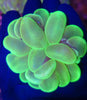 Toxic Green Bubble Coral