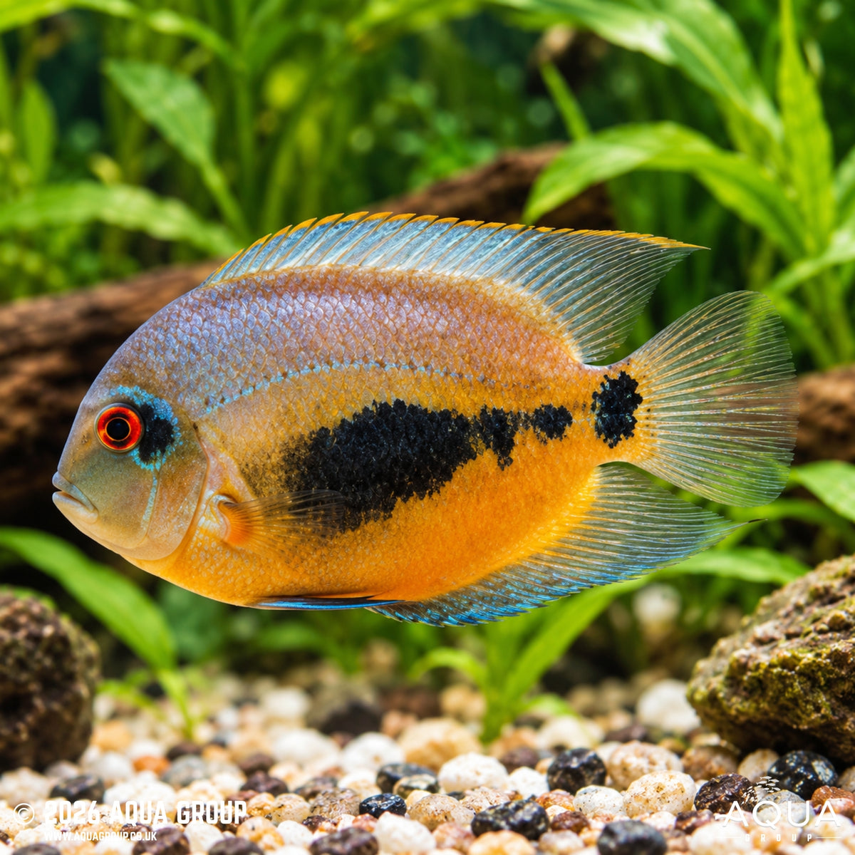 Triangle Uaru Cichlid - Uaru Amphiacanthoides