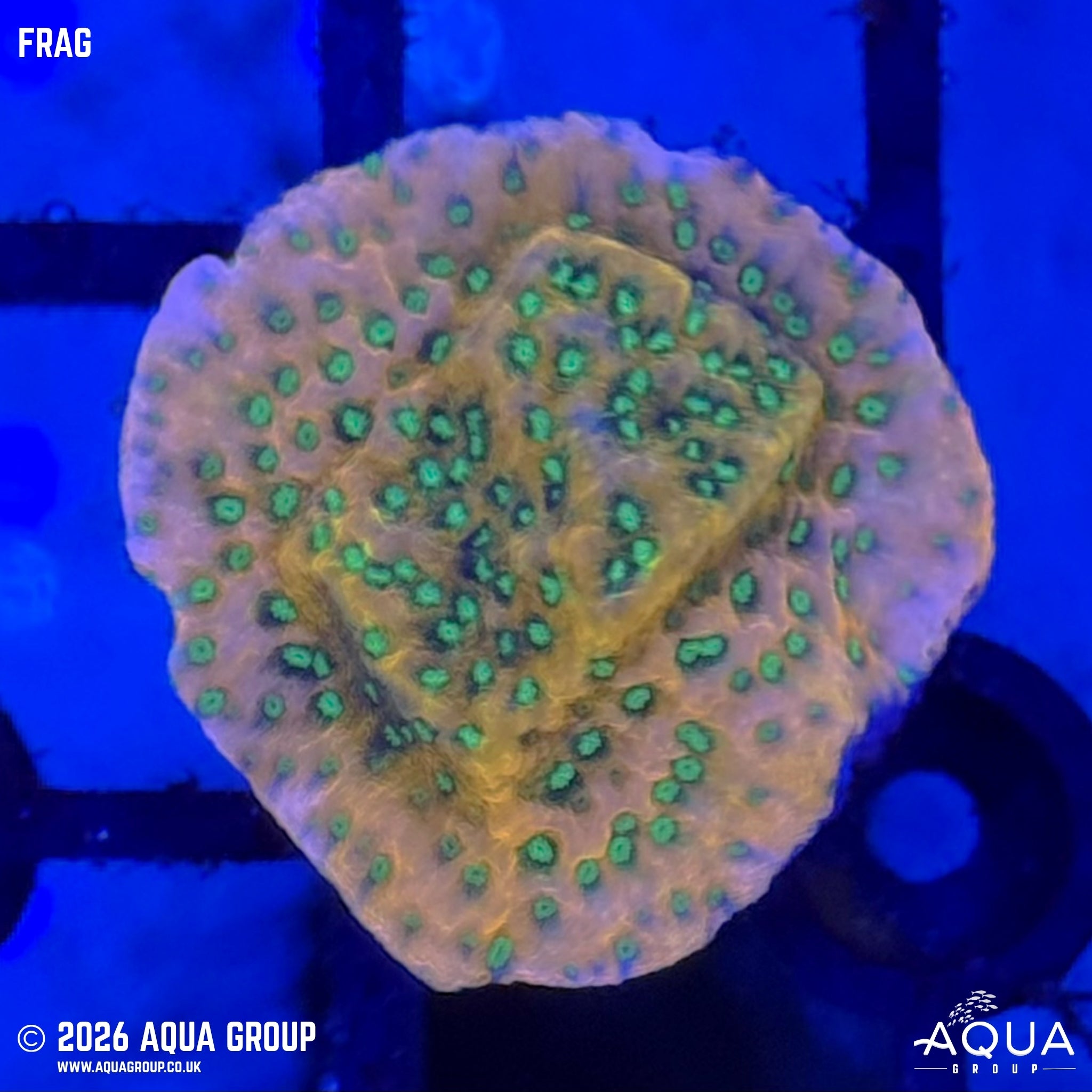 Tropic Thunder Montipora - Montipora sp.