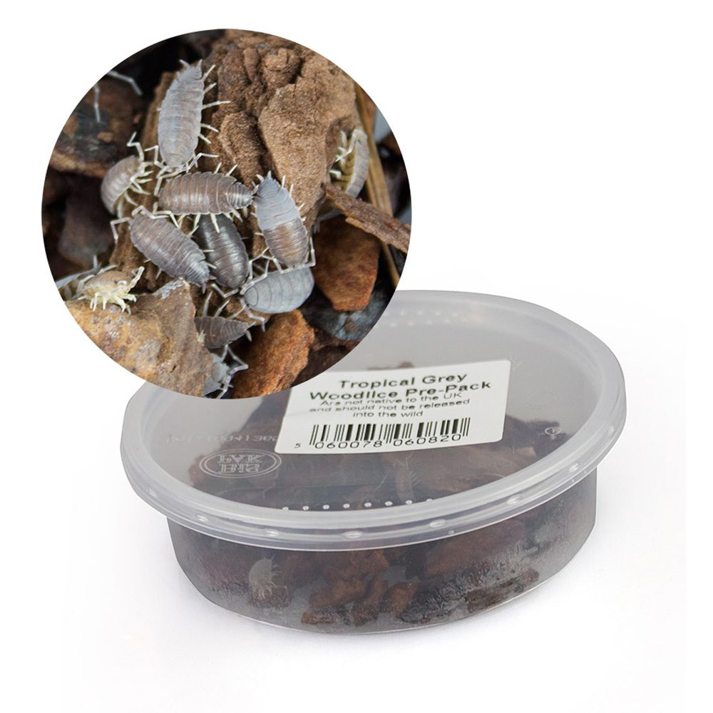 Tropical Grey Woodlice pre-pack
