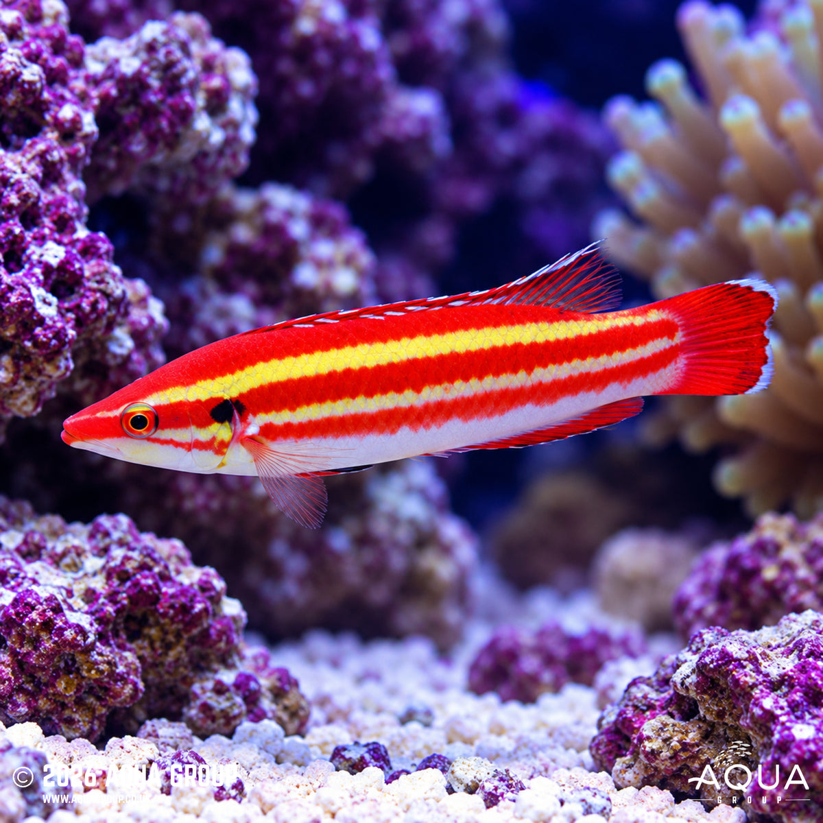 True Masuda Hogfish - Bodianus Masudai