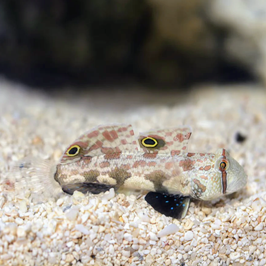 Twinspot Goby