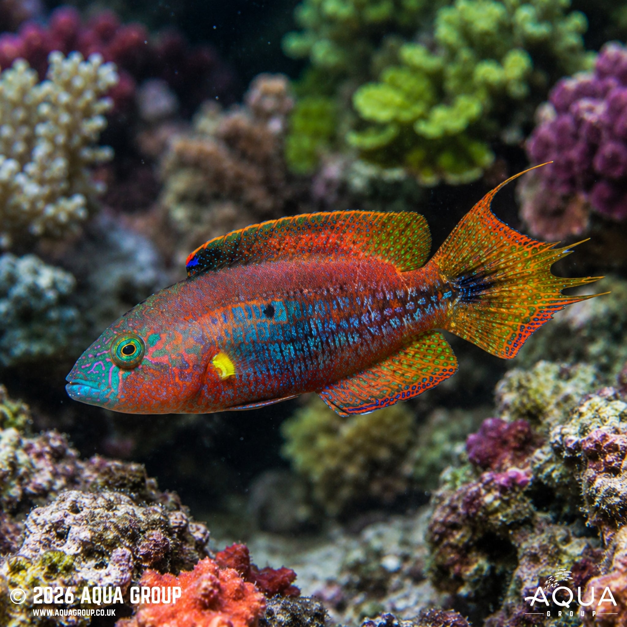 Twospot Maori Wrasse - Oxycheilinus bimaculatus