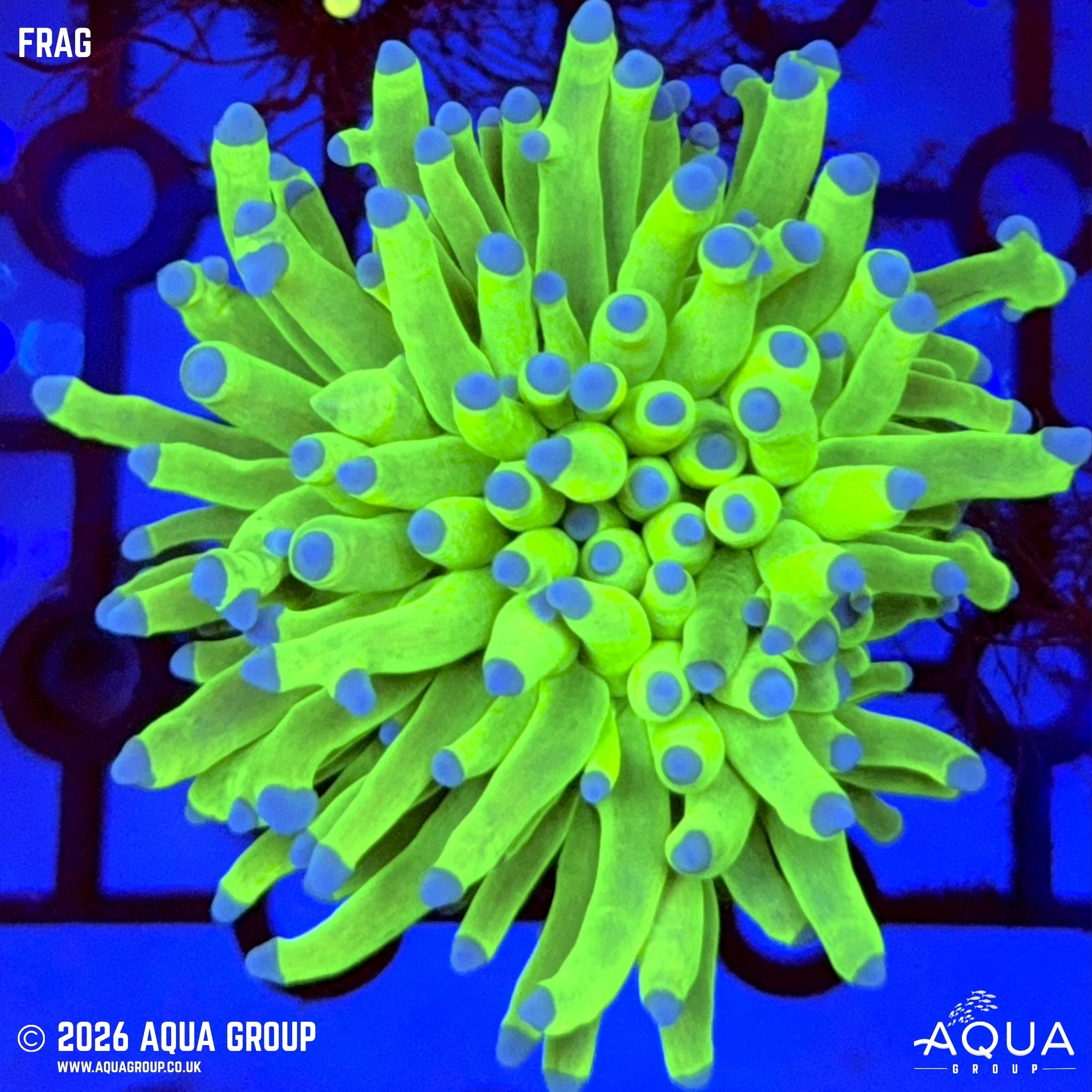 Ultra Grail Torch Coral - Euphyllia glabrescens